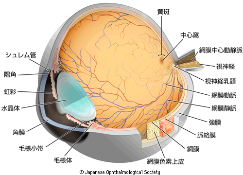 眼球の構造と黄斑