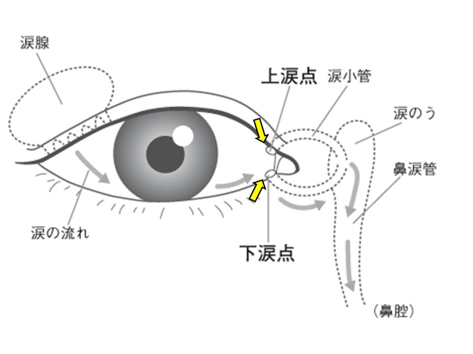 涙点の位置